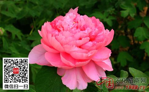 Luoyang Peony Festival