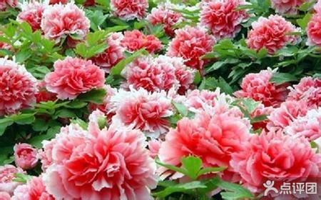 Luoyang Peony Festival